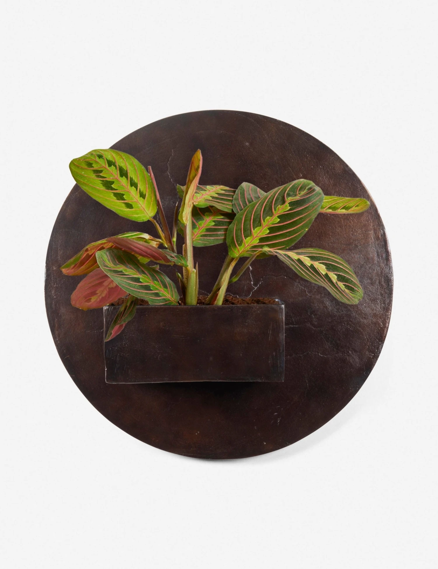 Lulu And Georgia Larayne Circle Wall Planter Outdoor Collection 3 Lulu And Georgia Larayne Circle Wall Planter Outdoor Collection