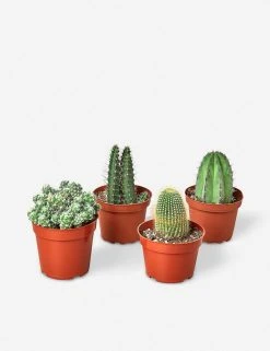 Lulu And Georgia Live Cacti Plants (Set Of 4), 4" Grower Pot