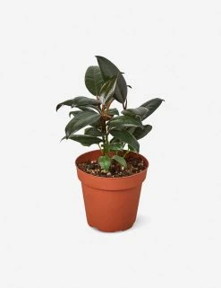 Lulu And Georgia New Live Ficus Elastica Plant (Burgundy)