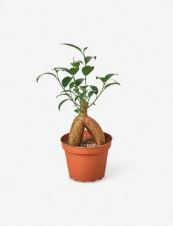 Lulu And Georgia New Live Ficus Ginseng Plant