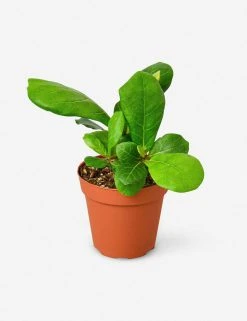 Lulu And Georgia Live Ficus Lyrata Plant (Fiddle Leaf Fig) New