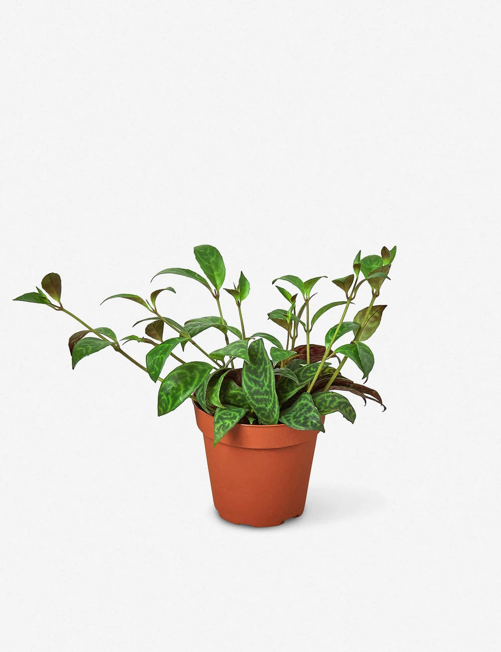 Lulu And Georgia New Live Lipstick Plant 4 Lulu And Georgia New Live Lipstick Plant