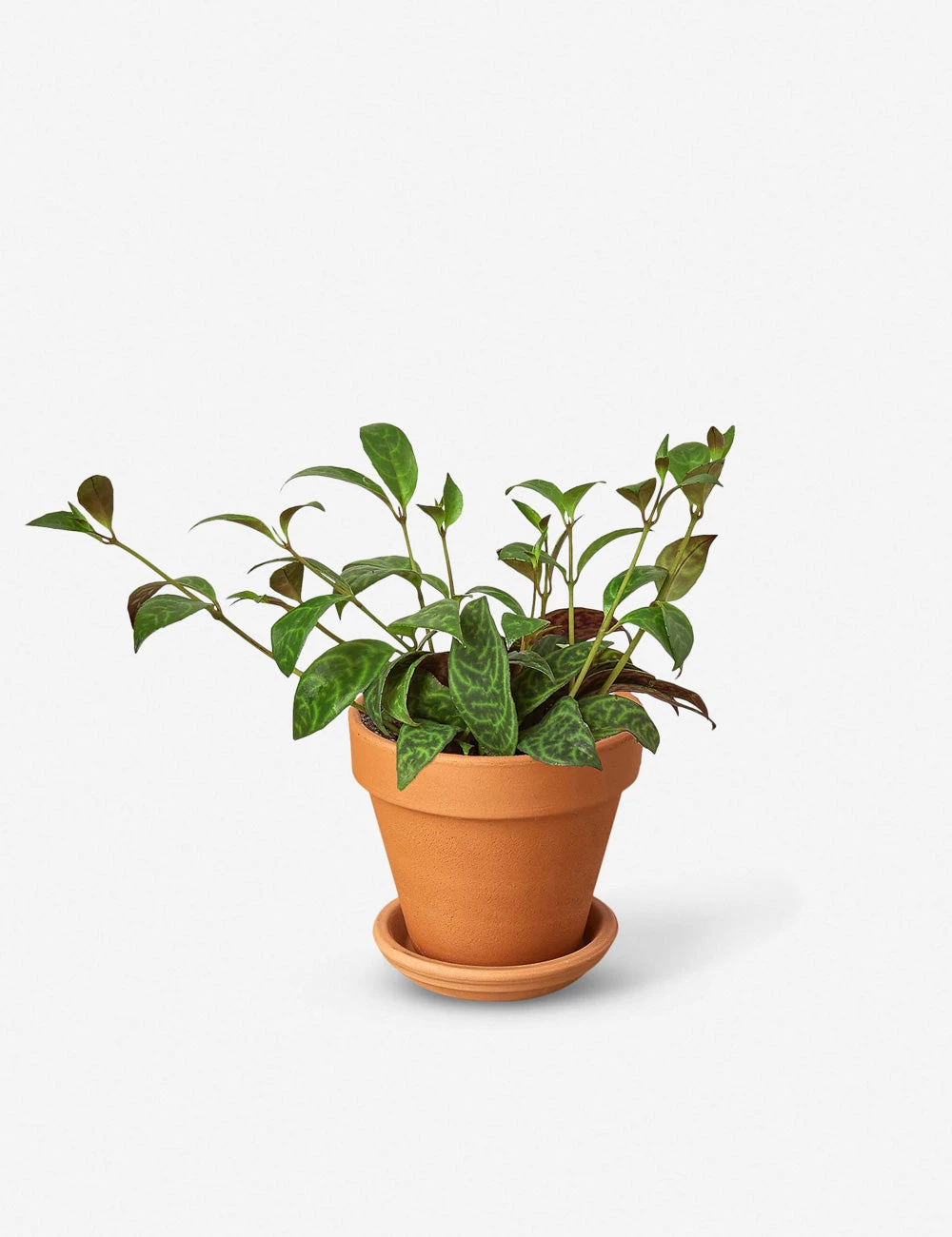 Lulu And Georgia New Live Lipstick Plant 3 Lulu And Georgia New Live Lipstick Plant