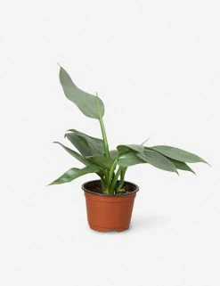 Lulu And Georgia Live Philodendron Plant (Silver Sword) New