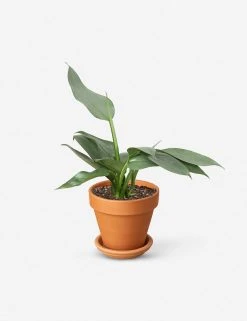 Lulu And Georgia Live Philodendron Plant (Silver Sword) New