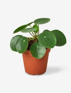 Lulu And Georgia Live Pilea Peperomioides Plant (Chinese Money Plant)