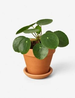 Lulu And Georgia Live Pilea Peperomioides Plant (Chinese Money Plant)