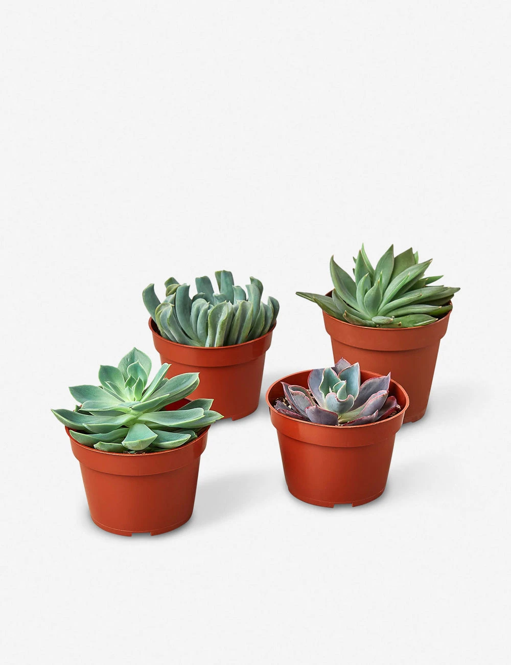 Lulu And Georgia New Live Echeveria Succulent Plants (Set Of 4), 4" Grower Pots 3 Lulu And Georgia New Live Echeveria Succulent Plants (Set Of 4), 4" Grower Pots