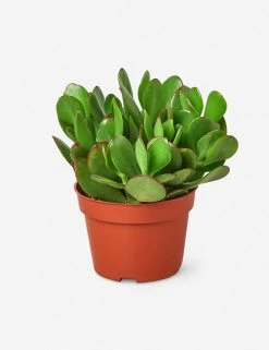 Lulu And Georgia New Live Jade Succulent Plant