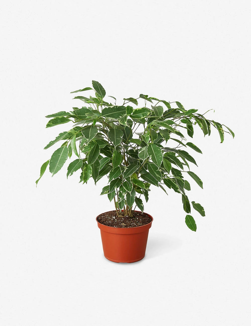 Lulu And Georgia New Live Ficus Benjamina Plant 4 Lulu And Georgia New Live Ficus Benjamina Plant