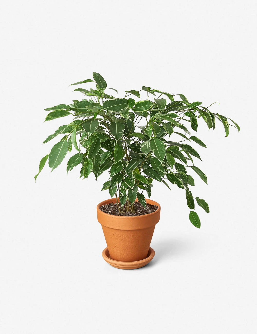 Lulu And Georgia New Live Ficus Benjamina Plant 3 Lulu And Georgia New Live Ficus Benjamina Plant