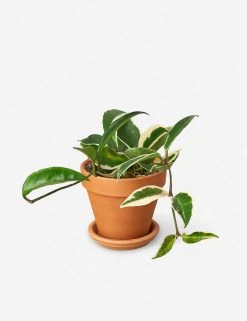 Lulu And Georgia Live Hoya Carnosa Plant (Krimson Queen)