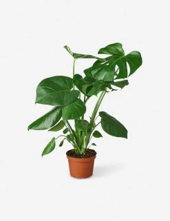 Lulu And Georgia New Live Philodendron Monstera Split-Leaf Plant
