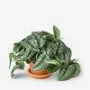 Lulu And Georgia Live Pothos Plant (Silver Splash) New 2 Lulu And Georgia Live Pothos Plant (Silver Splash) New