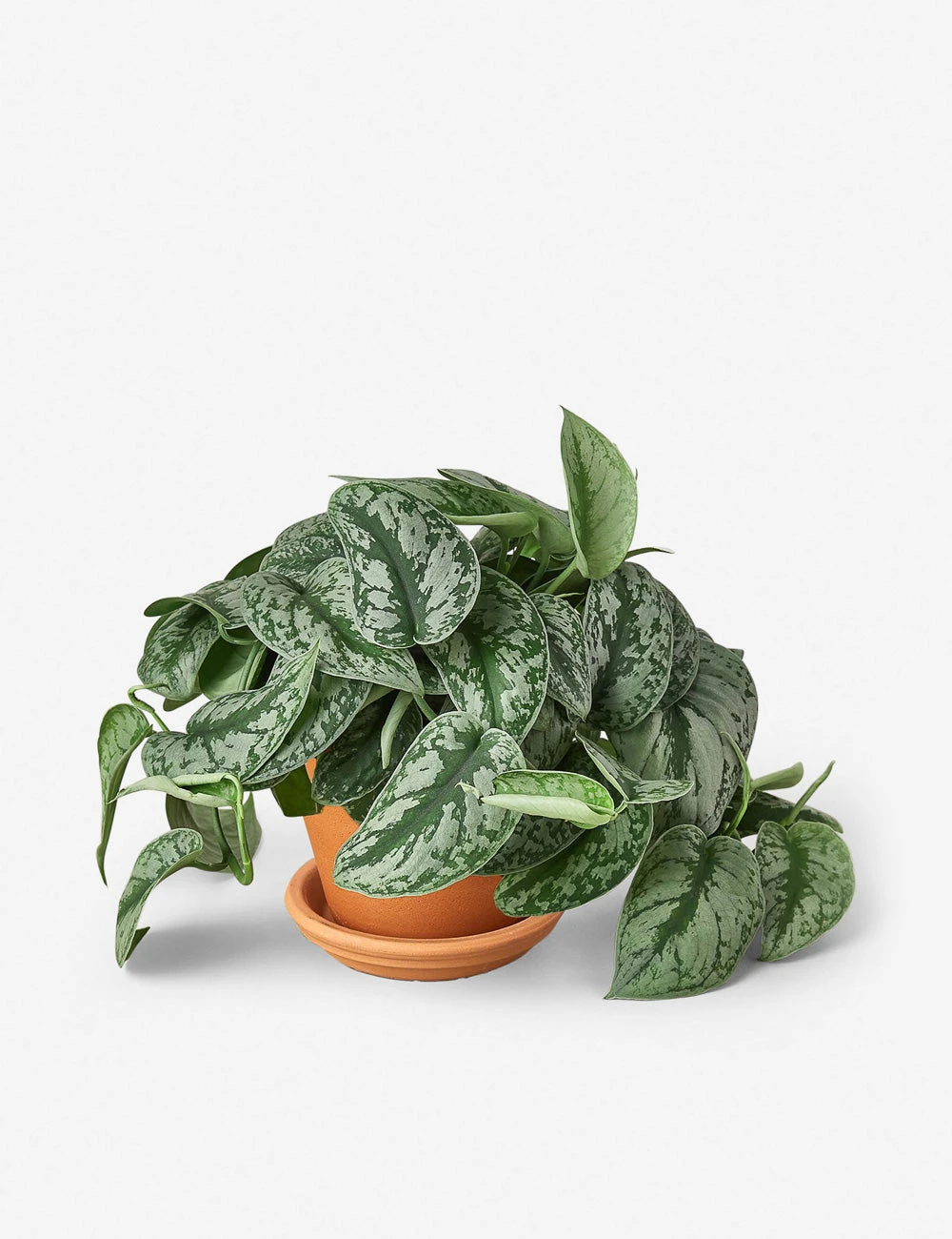 Lulu And Georgia Live Pothos Plant (Silver Splash) New 3 Lulu And Georgia Live Pothos Plant (Silver Splash) New