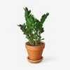 Lulu And Georgia Live Zamioculcas Zamiifolia Plant (ZZ Plant) 2 Lulu And Georgia Live Zamioculcas Zamiifolia Plant (ZZ Plant)