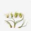 Lulu And Georgia Live Air Plants (Set Of 7) New 2 Lulu And Georgia Live Air Plants (Set Of 7) New