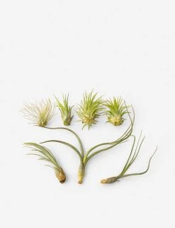 Lulu And Georgia Live Air Plants (Set Of 7) New
