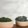 Lulu And Georgia New Annalise Planter (Set Of 2) By Campania International