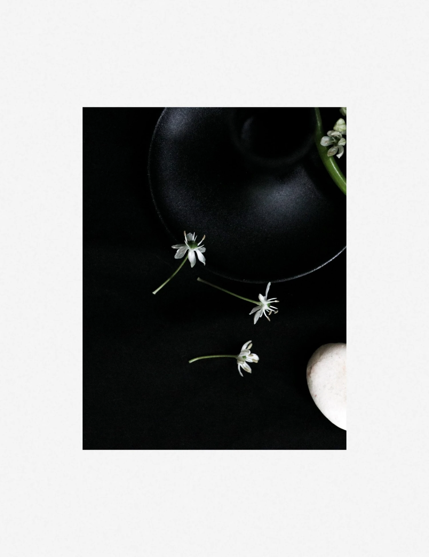 Lulu And Georgia 'Still Life 5' Photography Print By Ashley Johnson 8 Lulu And Georgia 'Still Life 5' Photography Print By Ashley Johnson