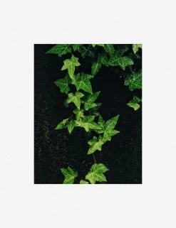 Lulu And Georgia Mossy Greens 'Still Life 15' Photography Print By Ashley Johnson