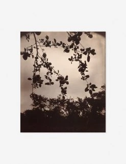 Lulu And Georgia Earth Tones 'Branche De Pommier' Print By Eugène Atget