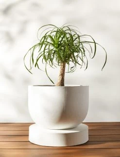 Lulu And Georgia Dreama Indoor / Outdoor Planter New