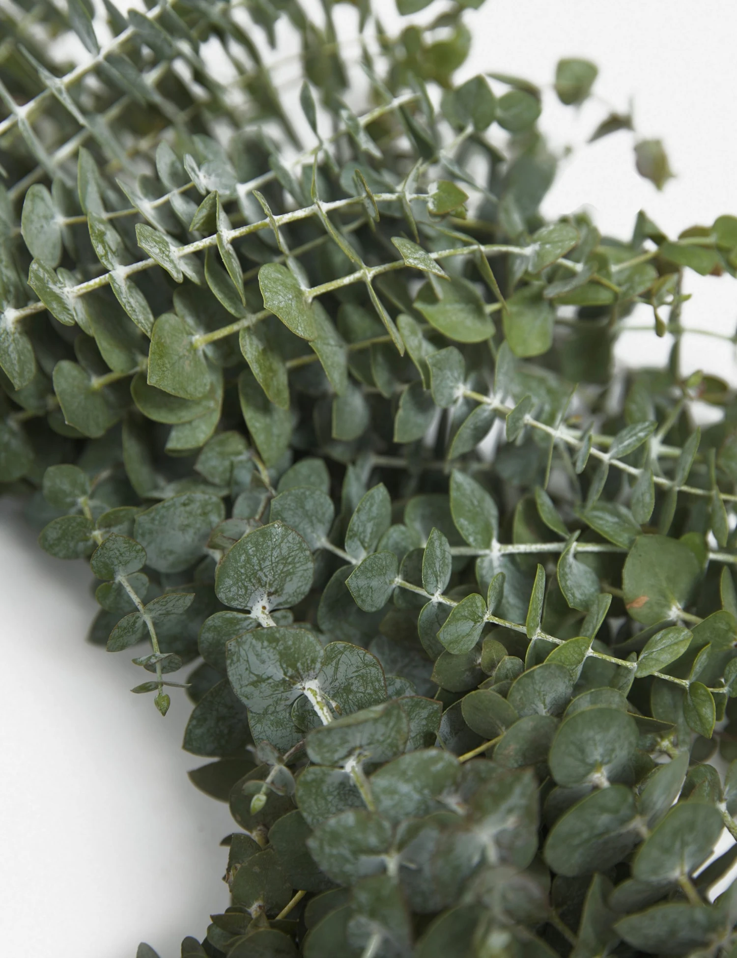 Lulu And Georgia Fresh Handmade Baby Blue Eucalyptus Wreath Mossy Greens 4 Lulu And Georgia Fresh Handmade Baby Blue Eucalyptus Wreath Mossy Greens