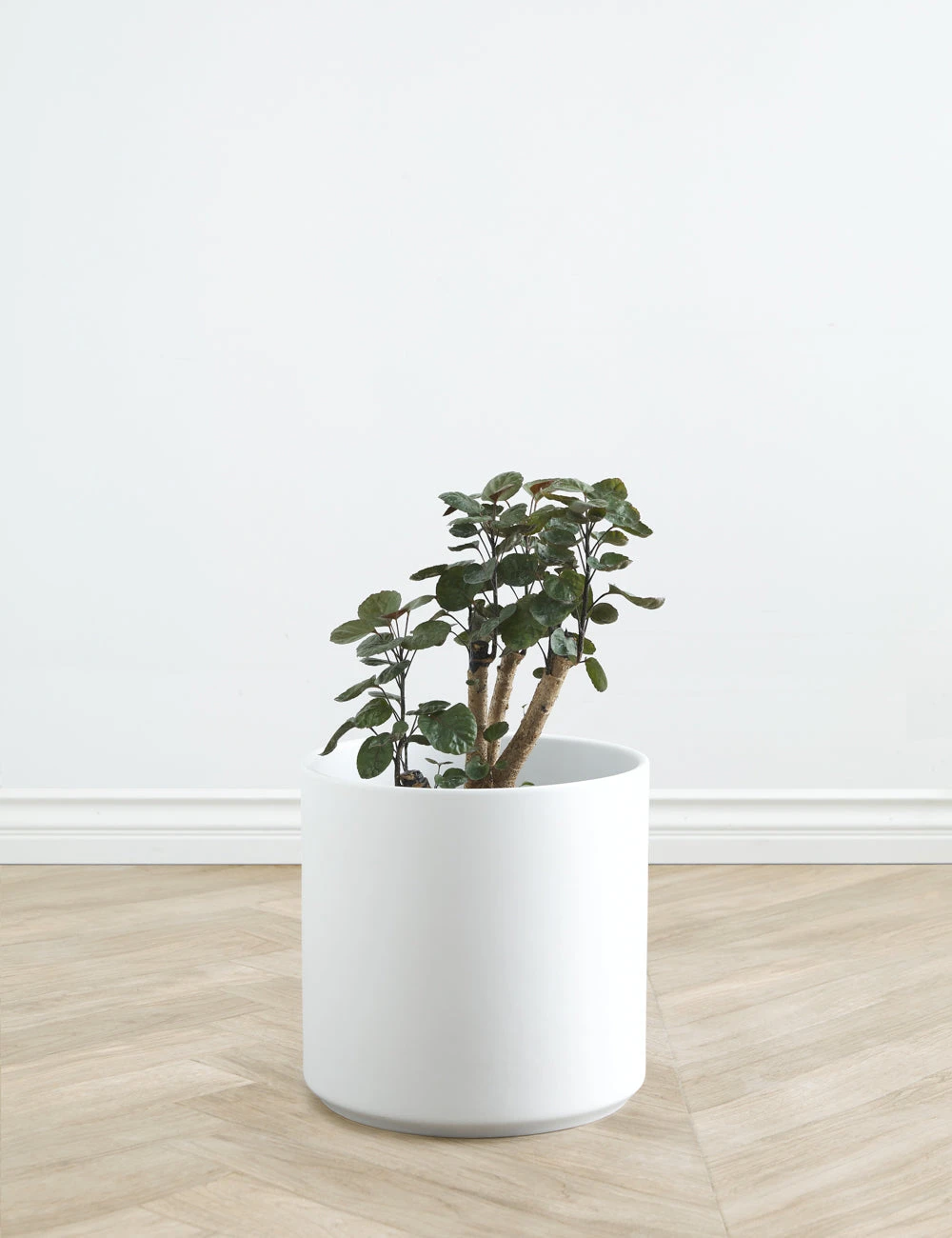 Lulu And Georgia LBE Design Ceramic Planter Décor 18 Lulu And Georgia LBE Design Ceramic Planter Décor