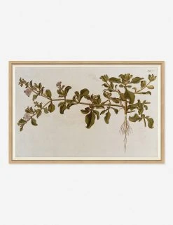 Lulu And Georgia 'Flowering Plants I' Wall Art By Franz Anton Von Scheidl Mossy Greens