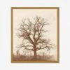 Lulu And Georgia Earth Tones 'Oak Tree' Print By William Henry Fox Talbot 1 Lulu And Georgia Earth Tones 'Oak Tree' Print By William Henry Fox Talbot