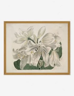 Lulu And Georgia Walls 'White Cape - Coast Lily' Print By Sydenham Edwards