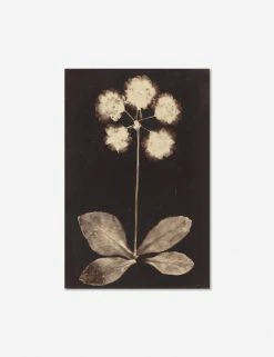Lulu And Georgia 'Botanical Photogram' Print Walls 7 Lulu And Georgia 'Botanical Photogram' Print Walls