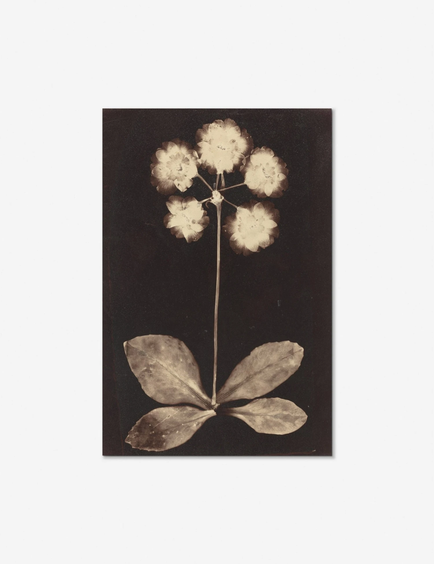 Lulu And Georgia 'Botanical Photogram' Print Walls 5 Lulu And Georgia 'Botanical Photogram' Print Walls