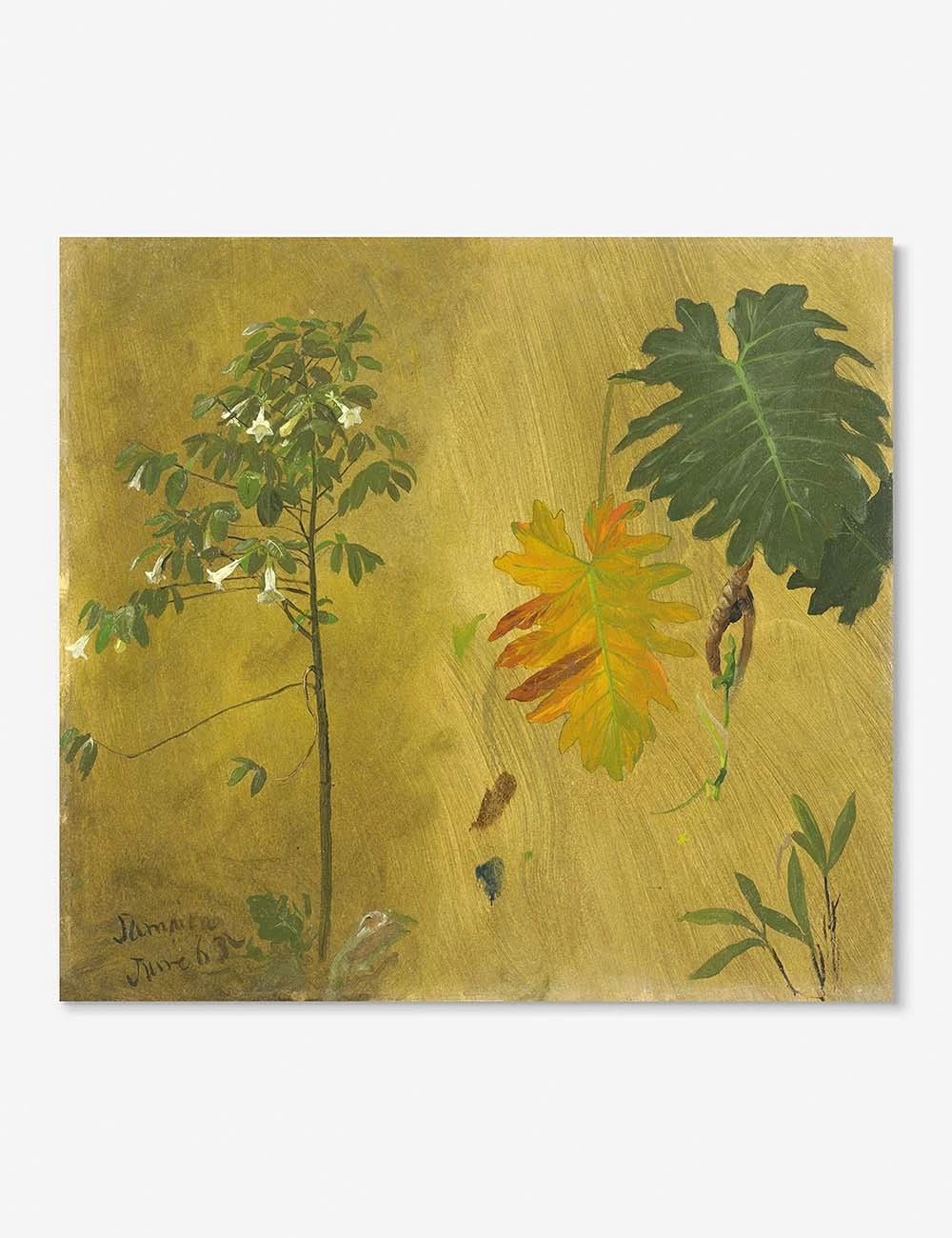 Lulu And Georgia Botanical Study, Jamaica' Print By Frederic Edwin Church 5 Lulu And Georgia Botanical Study, Jamaica' Print By Frederic Edwin Church