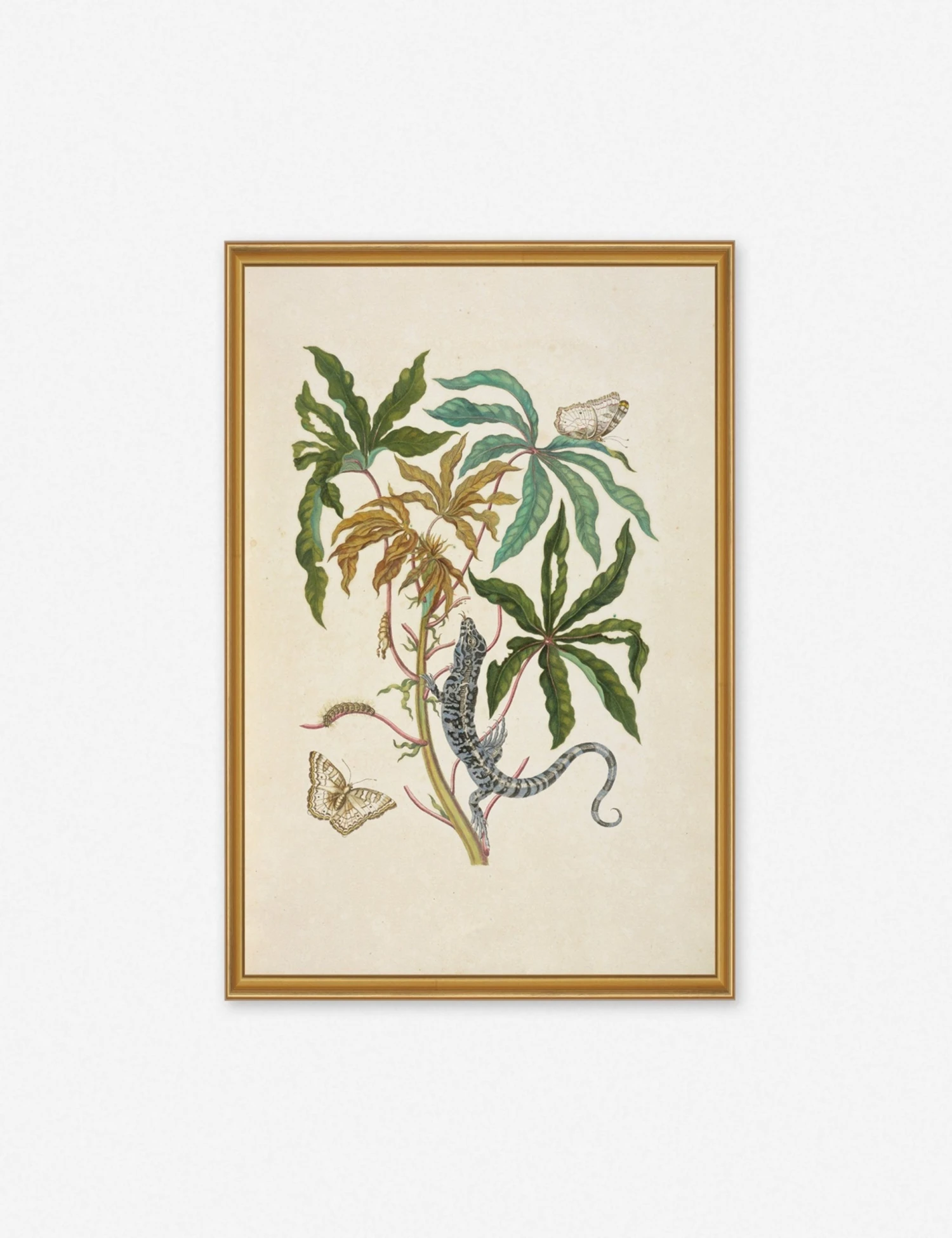 Lulu And Georgia 'Cassava With White Peacock Butterfly And Young Golden Tegu' Wall Art By Maria Sibylla Merian, Original Work Held By The J. Paul Getty Museum 3 Lulu And Georgia 'Cassava With White Peacock Butterfly And Young Golden Tegu' Wall Art By Maria Sibylla Merian, Original Work Held By The J. Paul Getty Museum