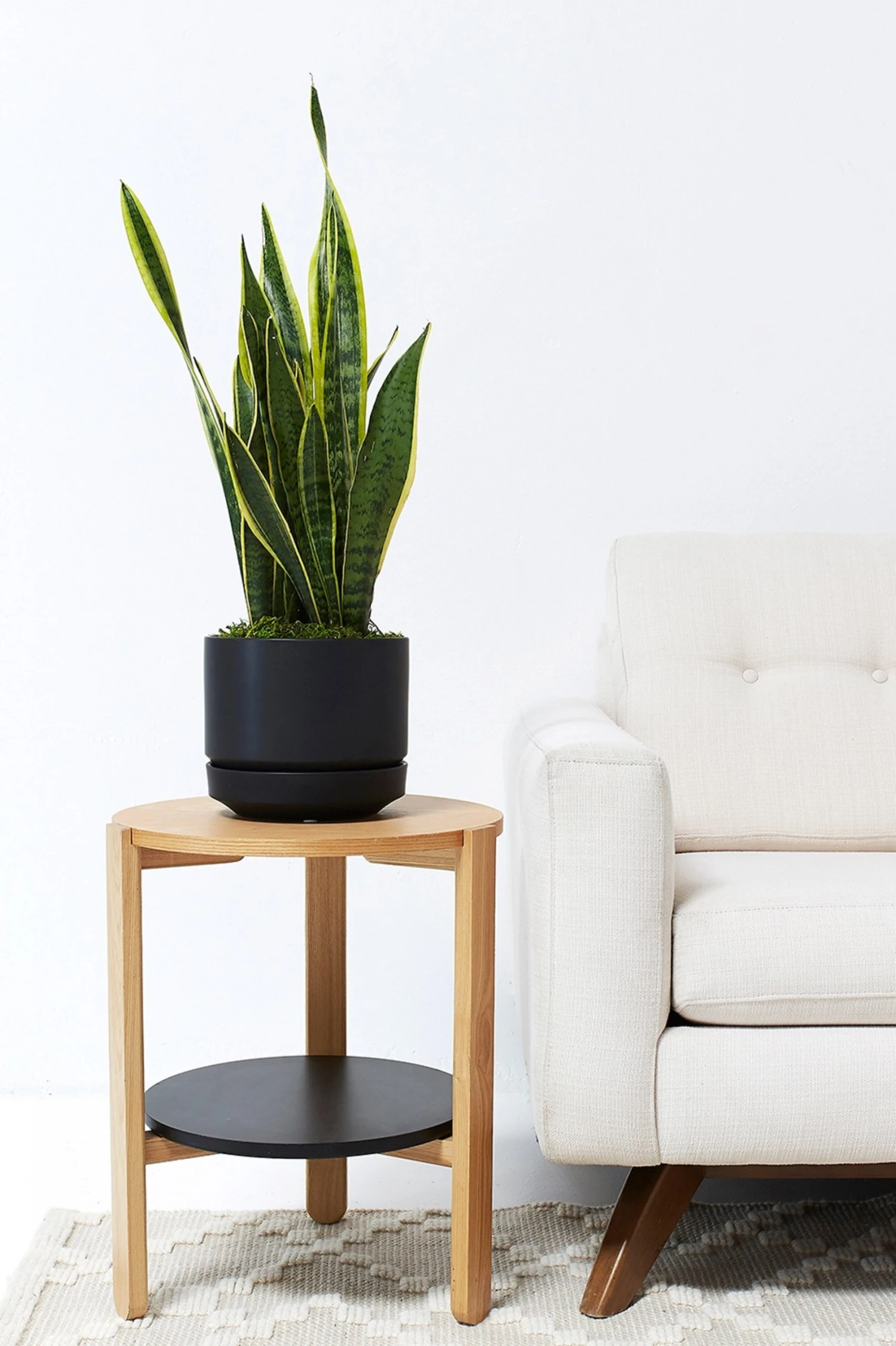 Lulu And Georgia LBE Design Ceramic Indoor / Outdoor Planter 13 Lulu And Georgia LBE Design Ceramic Indoor / Outdoor Planter