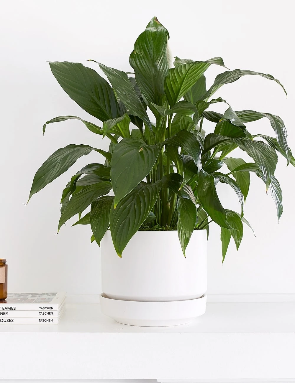 Lulu And Georgia LBE Design Ceramic Indoor / Outdoor Planter 3 Lulu And Georgia LBE Design Ceramic Indoor / Outdoor Planter