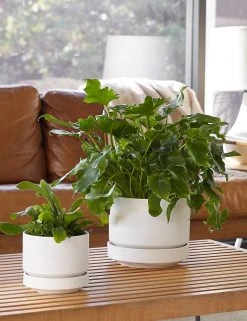 Lulu And Georgia LBE Design Ceramic Indoor / Outdoor Planter 23 Lulu And Georgia LBE Design Ceramic Indoor / Outdoor Planter