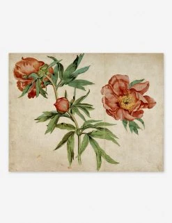 Lulu And Georgia 'Studies Of Peonies' Wall Art By Martin Schongauer, Original Work Held By The J. Paul Getty Museum