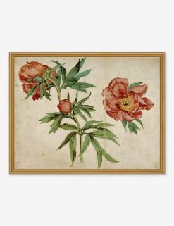 Lulu And Georgia 'Studies Of Peonies' Wall Art By Martin Schongauer, Original Work Held By The J. Paul Getty Museum