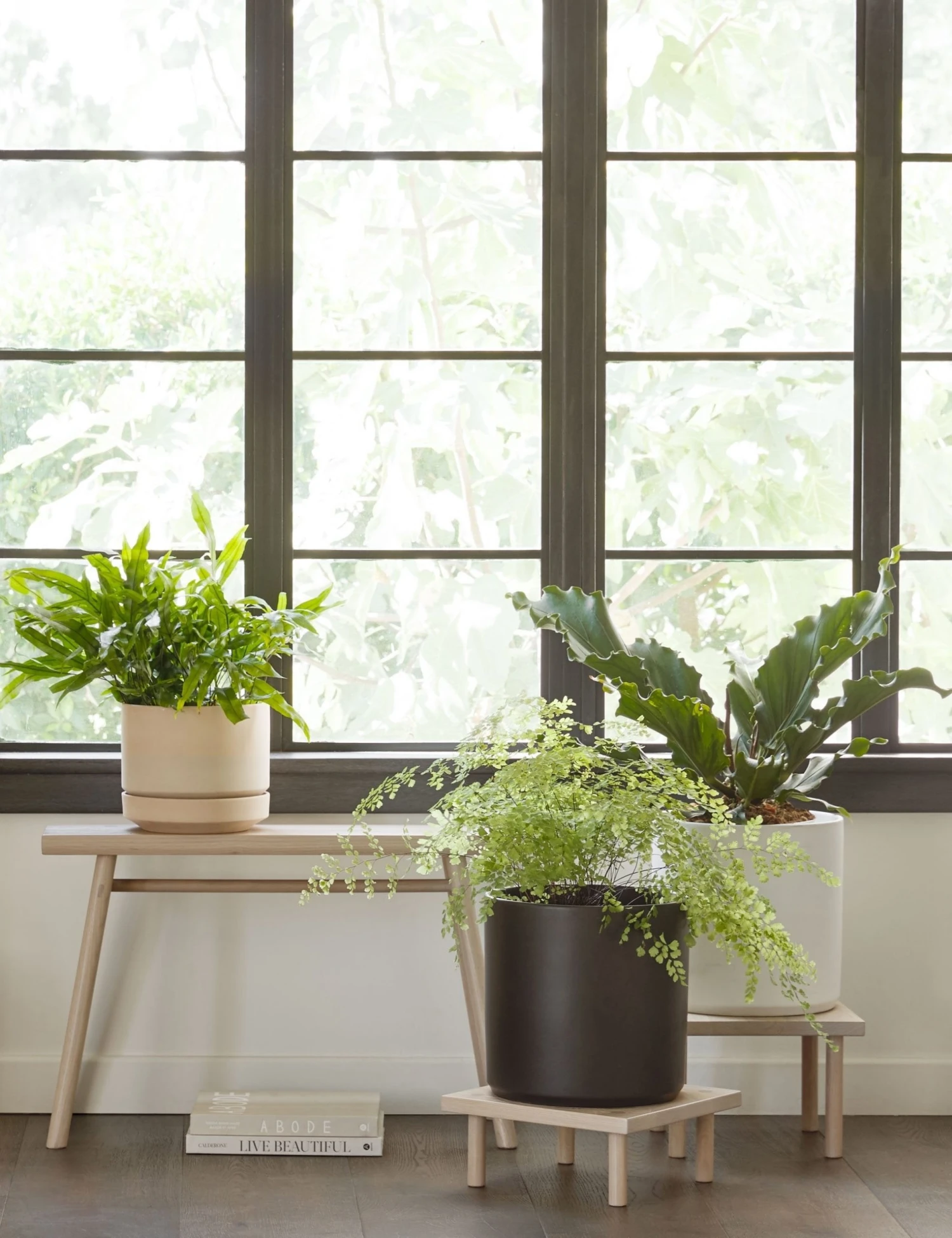 Lulu And Georgia Sun At Six Yucca Stand 6 Lulu And Georgia Sun At Six Yucca Stand